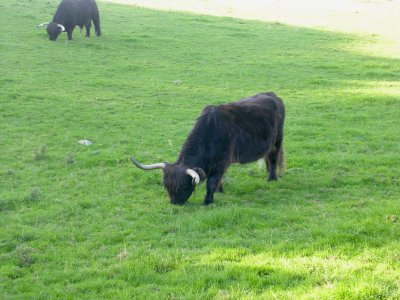 Highland Cattle, Rough & Wooly.